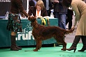 Crufts2011 335